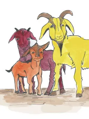 Tiga Kambing